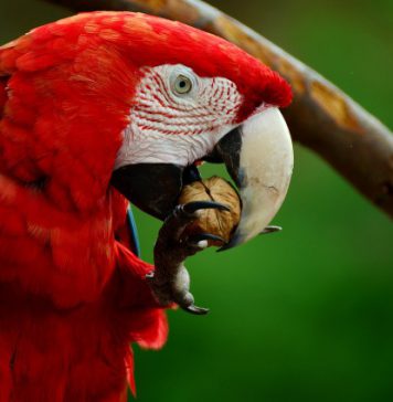 W Rzeszowie otworzono Papugarnie!